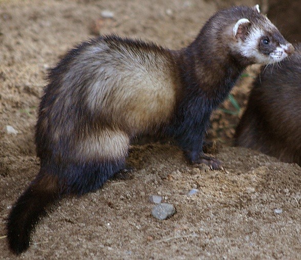 polecat.jpg