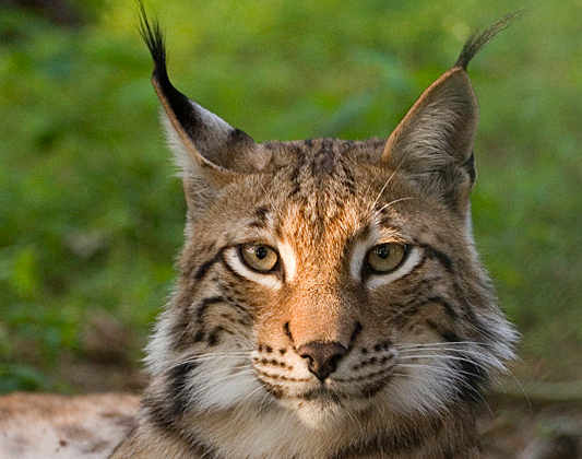 lynx.jpg