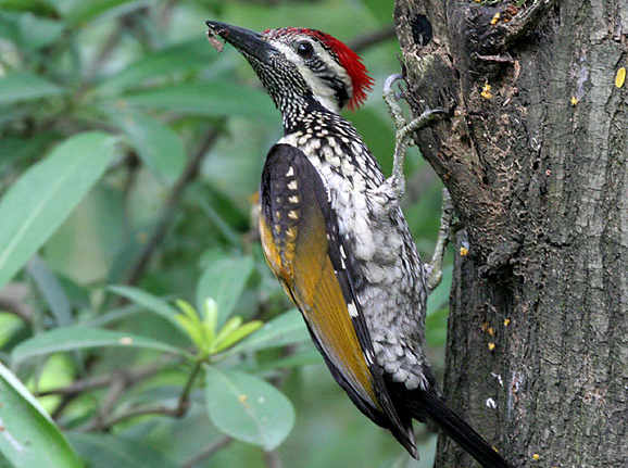 woodpecker.jpg