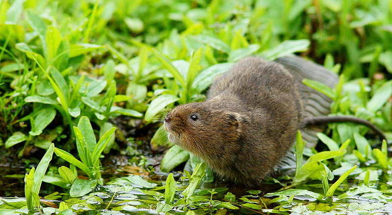 waterVole.jpg