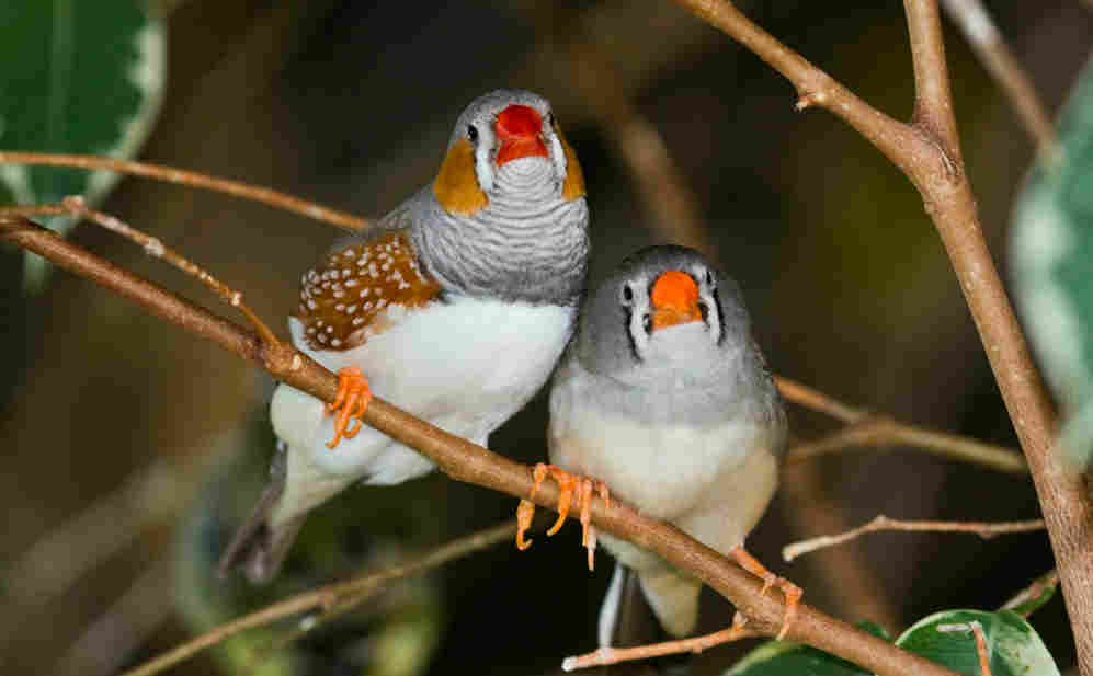 zebraFinches.jpg