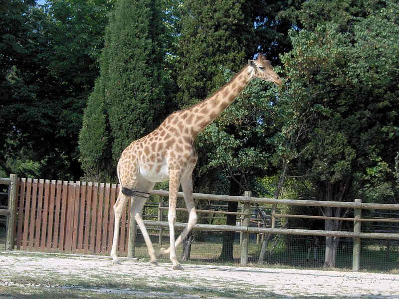 giraffe.jpg