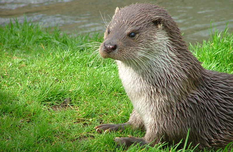 otter.jpg