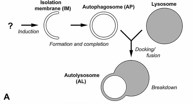 autophagy.jpg