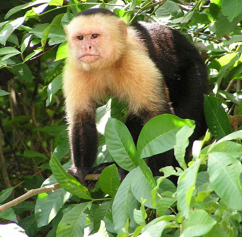 capuchin.jpg