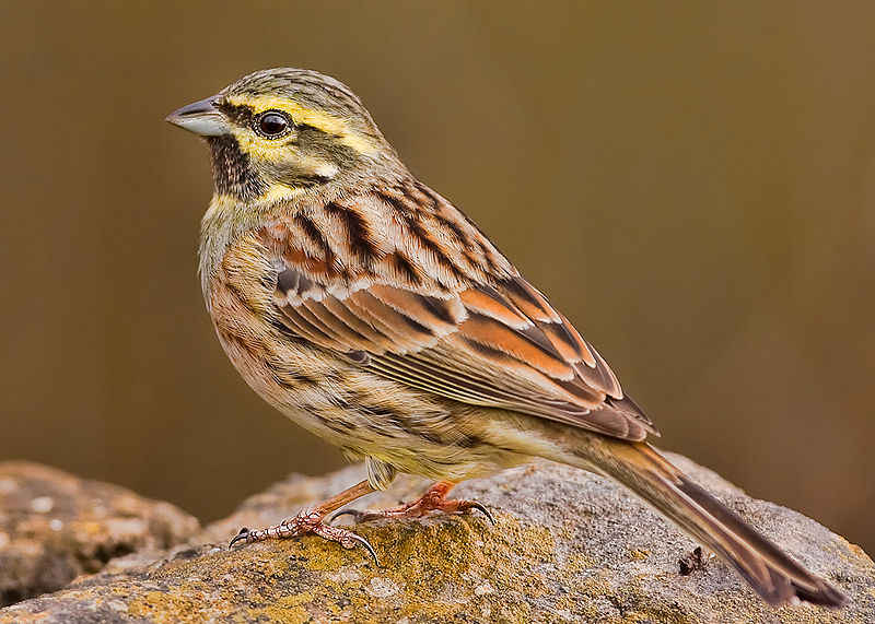 cirlBunting.jpg