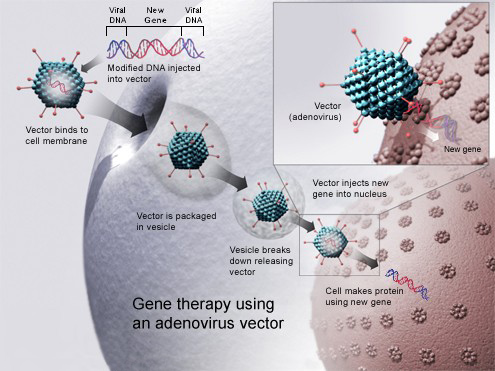 geneTherapy.jpg