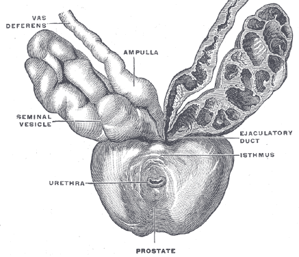 prostate.png