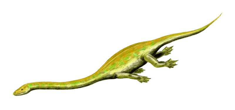 dinocephalosaurus.jpg