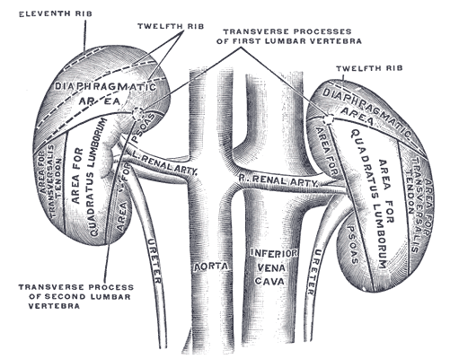 kidney.png