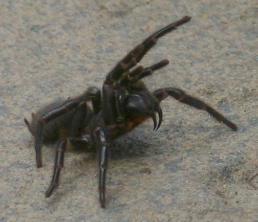 funnelWebSpider.jpg