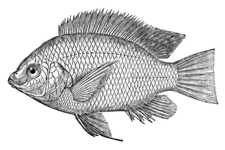 tilapia.jpg