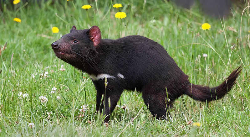 tasmanianDevil.jpg