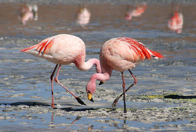 flamingo.jpg