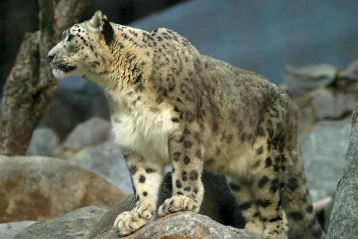 snowleopard.jpg