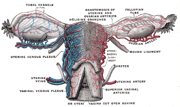 ovary.png