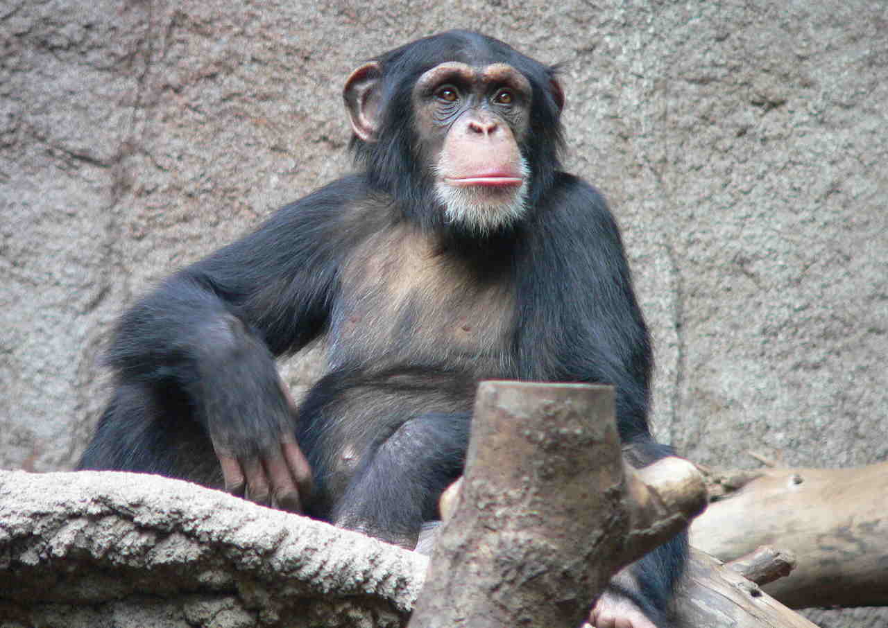 chimpanzee.jpg