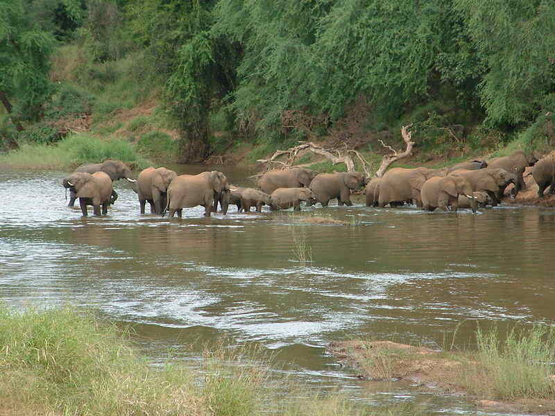 elephants.jpg