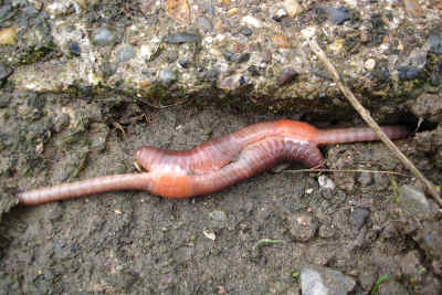 earthworms.jpg