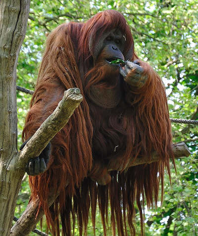 orangutan.jpg