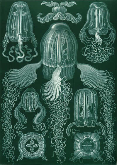 jellyfish.jpg