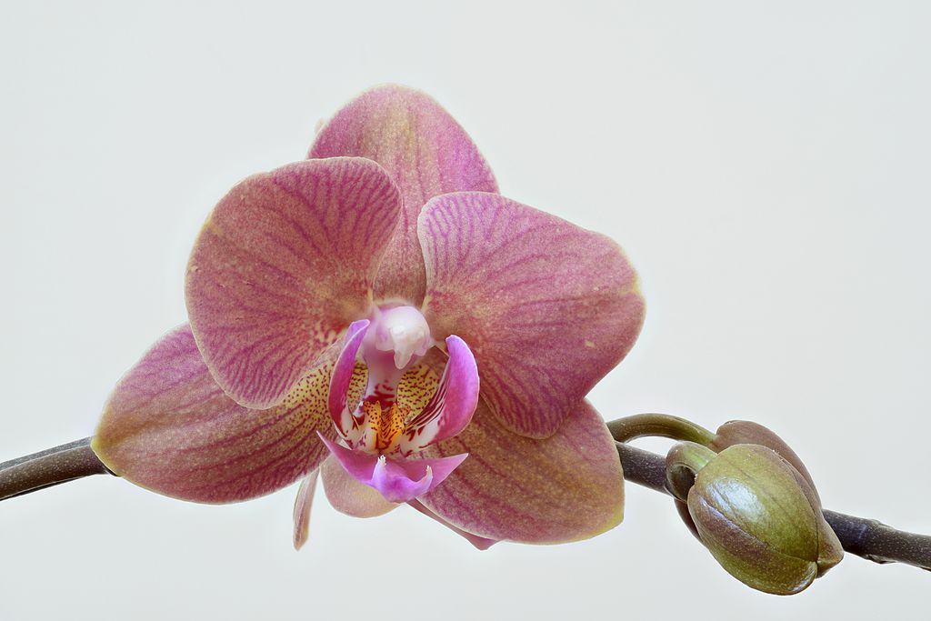 orchid.jpg