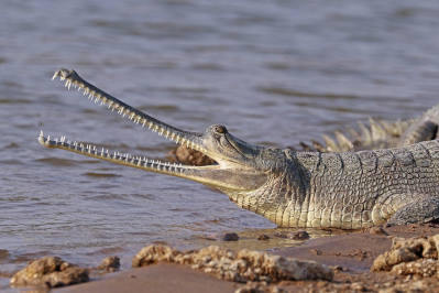 gharial.jpg