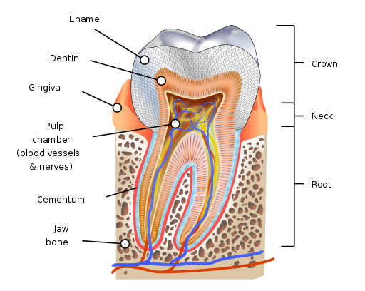 tooth.jpg