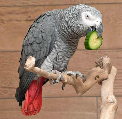 parrot.jpg