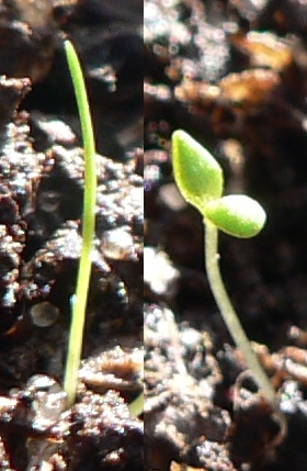 seedling.jpg