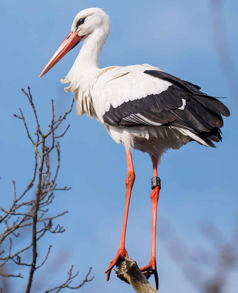 whiteStork.jpg