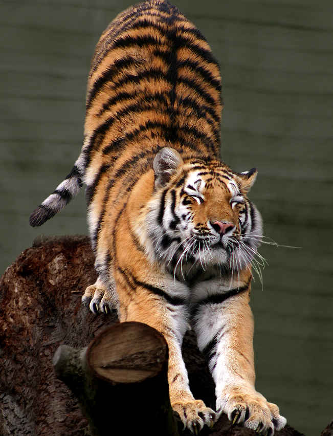 stretchingTiger.jpg