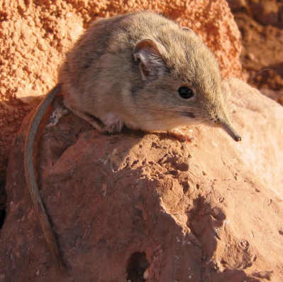 elephantShrew.jpg