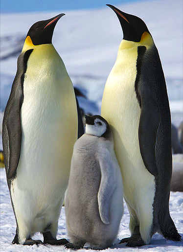 emperorPenguins.jpg