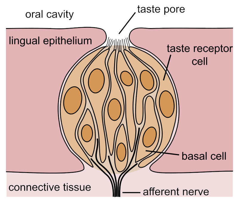 tasteBud.jpg