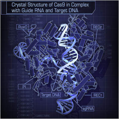 cas9.jpg