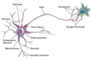 neuron.jpg