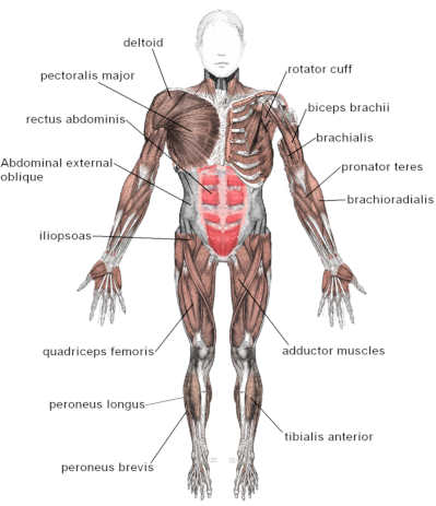 muscles.jpg