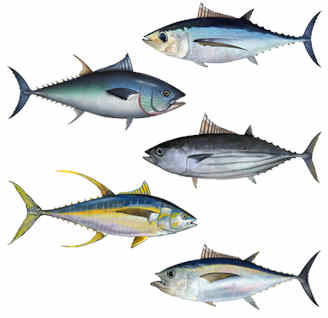 tuna.jpg