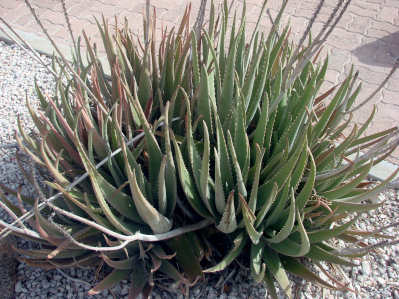 aloeVera.jpg