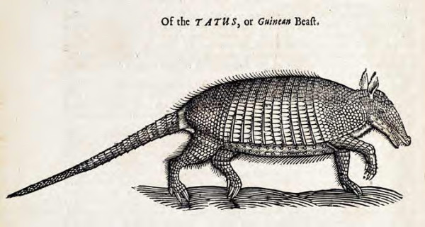 armadillo.jpg