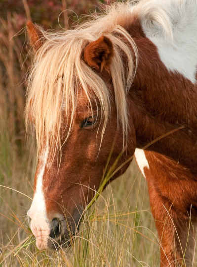 assateagueHorse.jpg