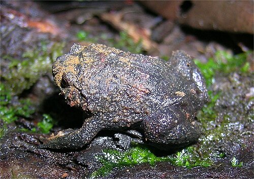 diamondFrog.jpg