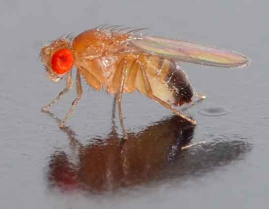 fruitfly.jpg