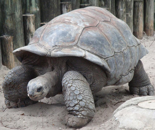 giantTortoise.jpg