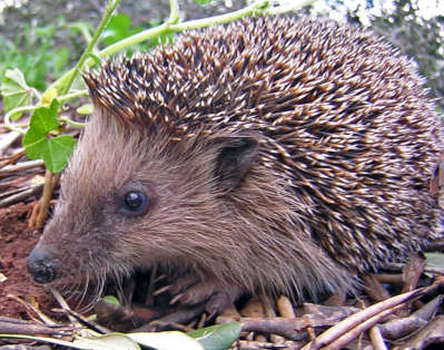 hedgehog.jpg