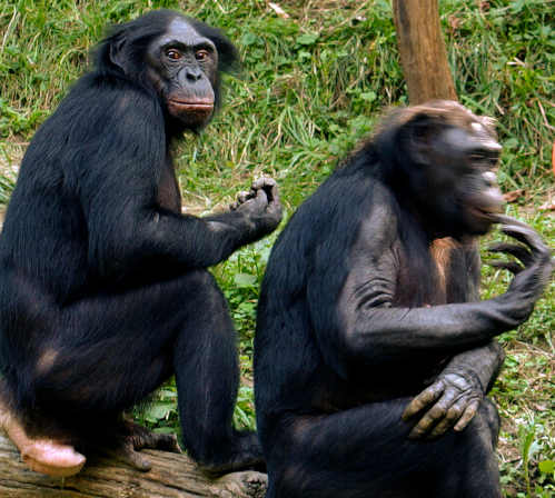 homosexualBonobos.jpg