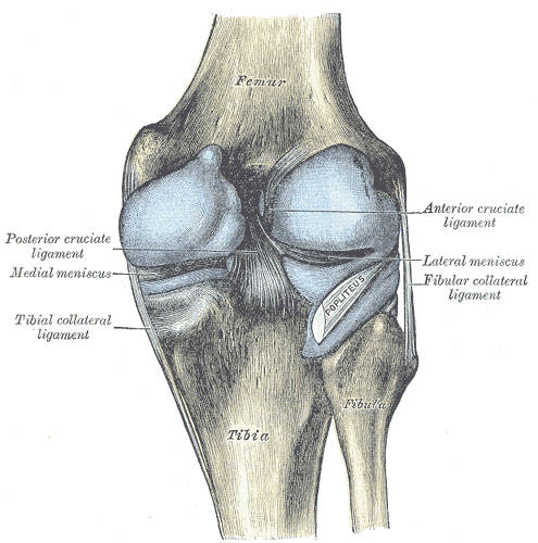knee.jpg