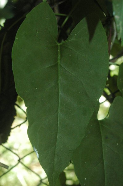knotweed.jpg