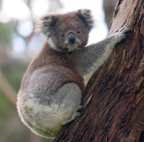 koala.jpg